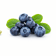 Bilberry Extract